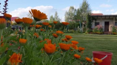 Turuncu Calendula çiçekler çiçek açan ve rüzgarda sallıyor