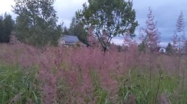 pembe tilki çim çiçekler çiçeklenme ve rüzgarda sallıyor. Güzel ev arka planda