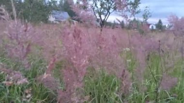 pembe tilki çim çiçekler çiçeklenme ve rüzgarda sallıyor. Güzel ev arka planda