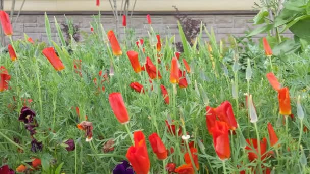 Flores rojas de eschscholzia están floreciendo y agitando en el viento — Vídeo de stock