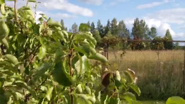 Ágai a fa virágzó és integetett a szél — Stock videók