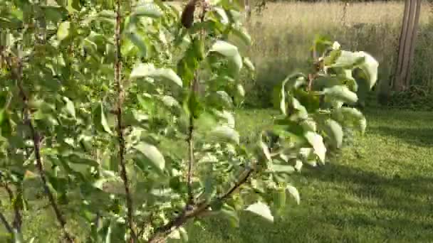 Ágai a fa virágzó és integetett a szél — Stock videók