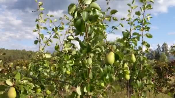 Le pere sbocciano e ondeggiano nel vento su rami con foglie verdi — Video Stock