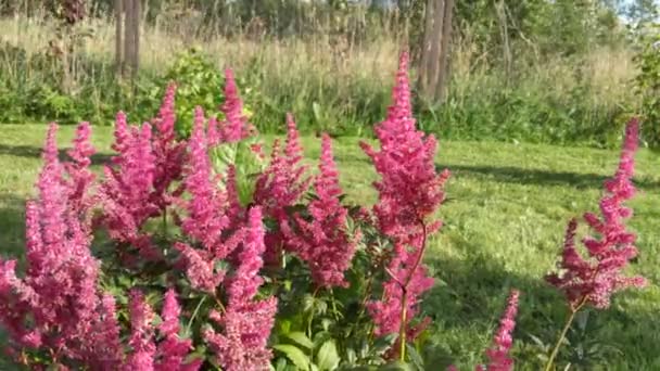 Rózsaszín róka fű virágok virágzó és integetett a szél — Stock videók