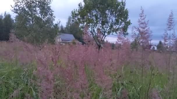 Różowe kwiaty trawy Lisa kwitnie i macha na wietrze. Ładny dom jest na tle — Wideo stockowe
