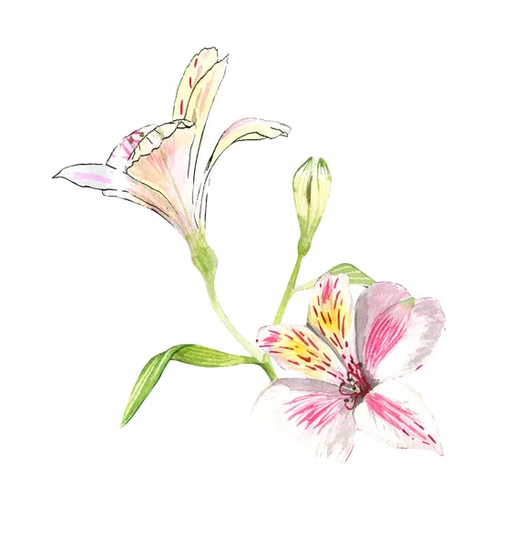 Alstroemeria fleurs sur une brindille, fleurs roses sur un fond blanc, dessin botanique réaliste à la main, aquarelle. impression pour papier peint, textiles, papier d'emballage et autres . — Photo