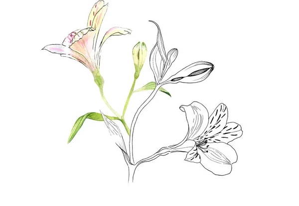 小枝にアルストロエメリアの花、白い背景にピンクの花、手、水彩とインクによる現実的な植物の描画。壁紙、織物、包装紙、その他の印刷物. — ストック写真