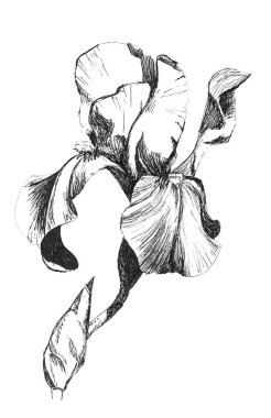 El çizilmiş grafik çiçek siyah iris hattı. Beyaz arka planda çiçek elementi