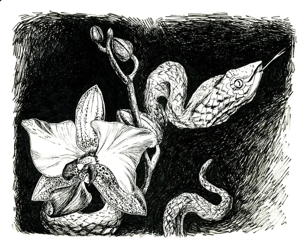 Dibujo de tinta dibujado a mano de flor de orquídea y una serpiente. Composición gráfica en blanco y negro —  Fotos de Stock