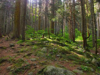 Peri ormanı, büyüli ahşap