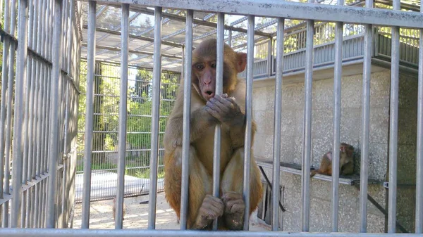 Macaco Surpreso Uma Jaula — Fotografia de Stock