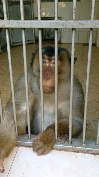 Macaco Concentrado Uma Jaula — Fotografia de Stock