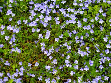 bir çiçek çayır doku