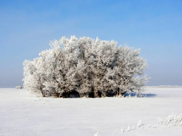 Paesaggio Invernale Nel Villaggio — Foto Stock