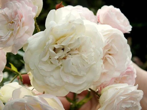 Weiße Rose Makro — Stockfoto