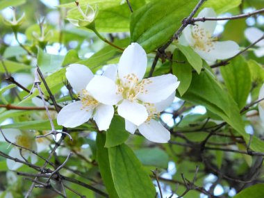 Beyaz çiçekler kapanıyor.