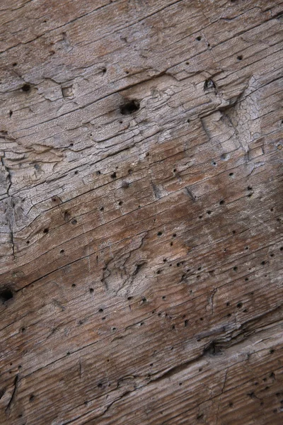 Texture of old wood with knots and cracks