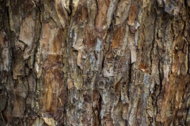 Eski ıslak ahşap doku arka plan.