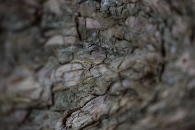 Eski ıslak ahşap doku arka plan.