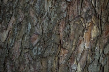 Eski ıslak ahşap doku arka plan.