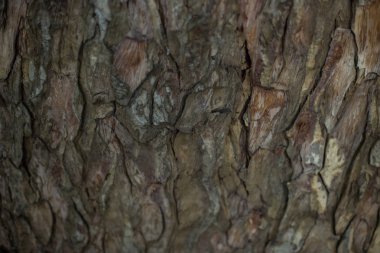 Eski ıslak ahşap doku arka plan.