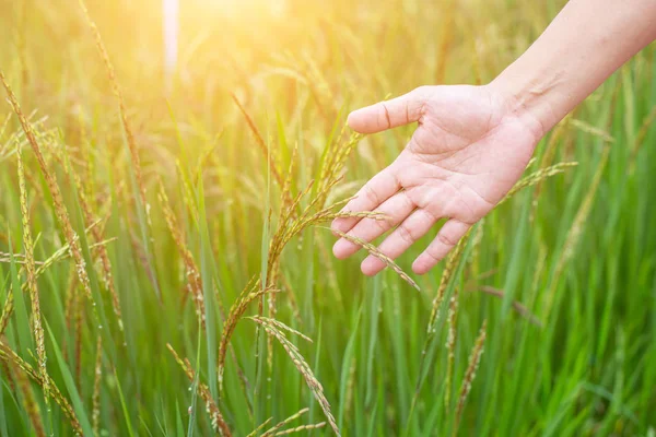 Hand Young Woman Enjoying Nature Sunrise Stock Image