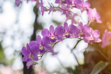 Orkide orkide, mor, orkide mor çiçek Tayland kraliçesi olarak kabul edilir 