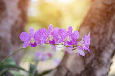 Orkide orkide, mor, orkide mor çiçek Tayland kraliçesi olarak kabul edilir 