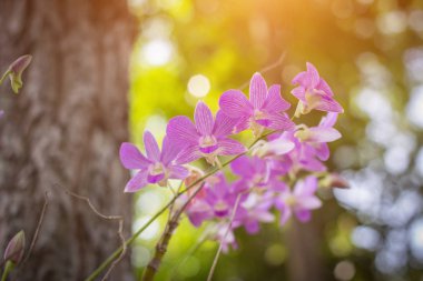 Orkide orkide, mor, orkide mor çiçek Tayland kraliçesi olarak kabul edilir 