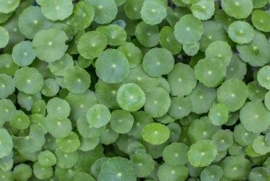 Su Pennywort geleneksel Hindu tıp sistemidir