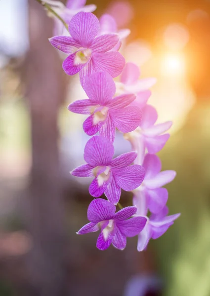 orchids,orchids purple ,orchids purple Is considered the queen of flowers in Thailand