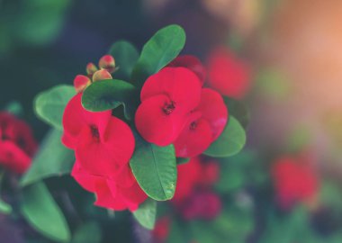 Sekiz Ölümsüzler çiçek, sekiz ölümsüzden ile POI Sian çiçekler.