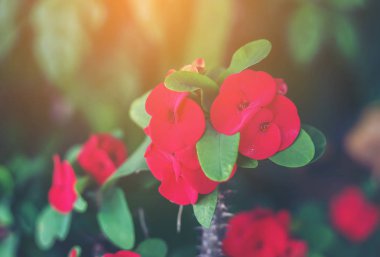 Sekiz Ölümsüzler çiçek, sekiz ölümsüzden ile POI Sian çiçekler.