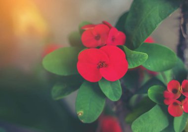 Sekiz Ölümsüzler çiçek, sekiz ölümsüzden ile POI Sian çiçekler.