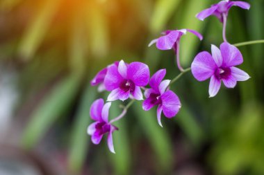 Orkide orkide, mor, orkide mor çiçek Tayland kraliçesi olarak kabul edilir 