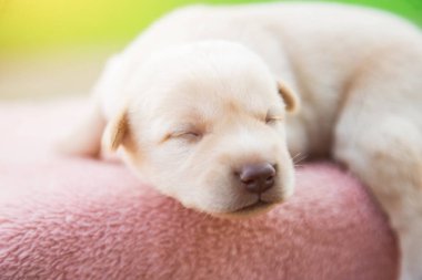 Küçük karlar yumuşak ve rahat bir alanda uyur.