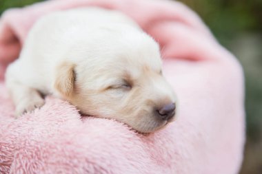 Küçük karlar yumuşak ve rahat bir alanda uyur.