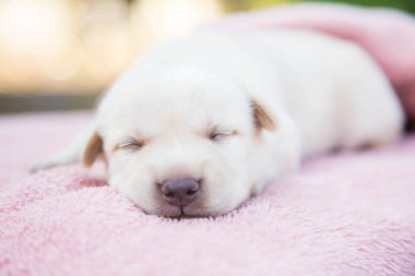 Küçük karlar yumuşak ve rahat bir alanda uyur.