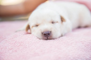 Küçük karlar yumuşak ve rahat bir alanda uyur.