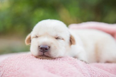 Küçük karlar yumuşak ve rahat bir alanda uyur.