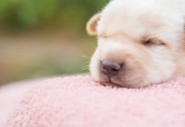 Küçük karlar yumuşak ve rahat bir alanda uyur.