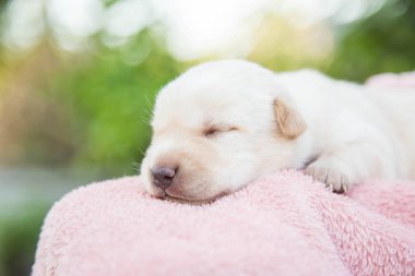 Küçük karlar yumuşak ve rahat bir alanda uyur.