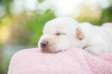 Küçük karlar yumuşak ve rahat bir alanda uyur.