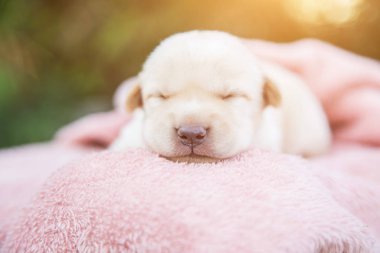 Küçük karlar yumuşak ve rahat bir alanda uyur.