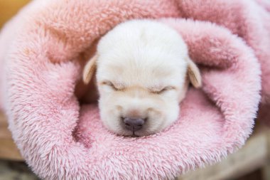 Küçük karlar yumuşak ve rahat bir alanda uyur.