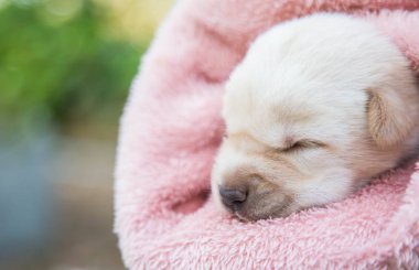 Küçük karlar yumuşak ve rahat bir alanda uyur.