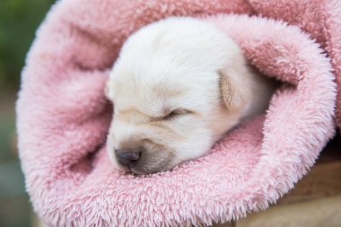 Küçük karlar yumuşak ve rahat bir alanda uyur.