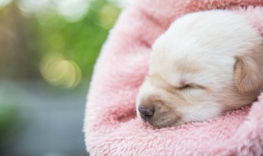 Küçük karlar yumuşak ve rahat bir alanda uyur.