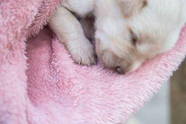 Küçük karlar yumuşak ve rahat bir alanda uyur.