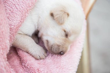 Küçük karlar yumuşak ve rahat bir alanda uyur.